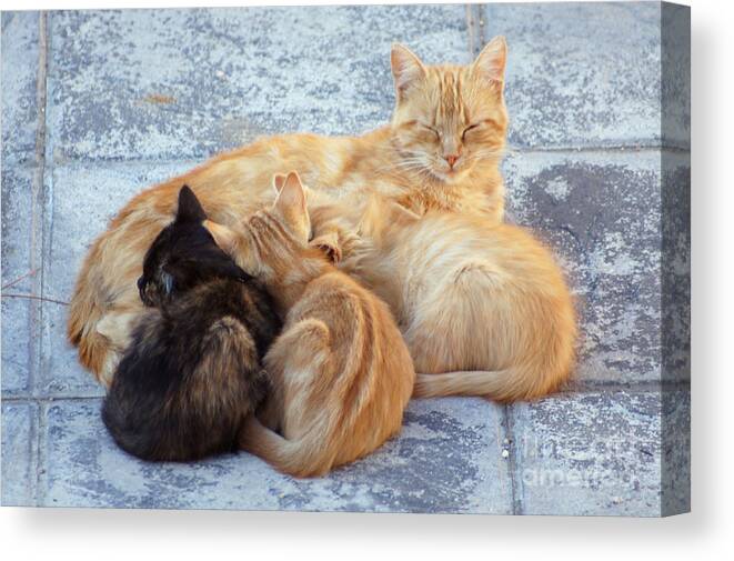 Wild Canvas Print featuring the photograph Stray cats 3 by Rod Jones