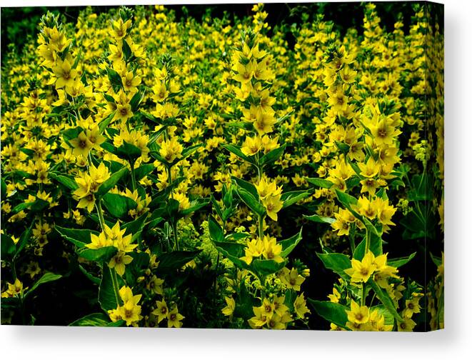 Flower Canvas Print featuring the photograph Strength In Numbers by Travis Crockart