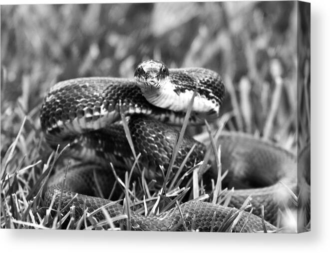 Black Canvas Print featuring the photograph Strike by Betsy Knapp