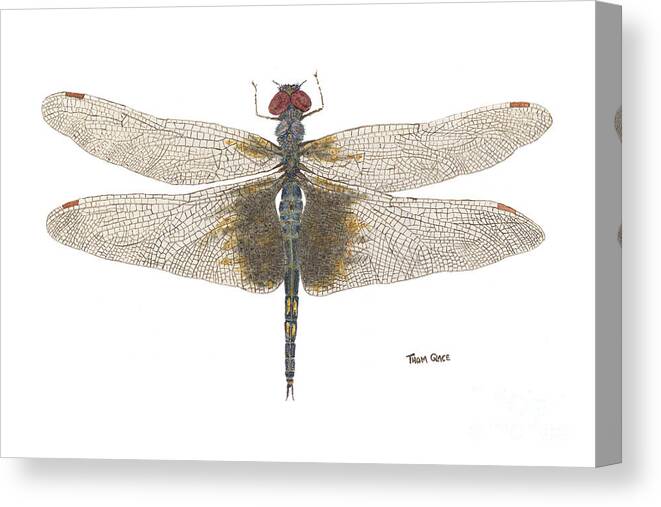 Dragonfly Canvas Print featuring the painting Study of a Female Black Saddlebags by Thom Glace