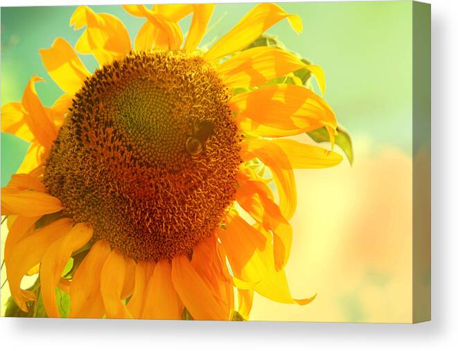 Sunflower Canvas Print featuring the photograph Summer Daydream by Toni Hopper