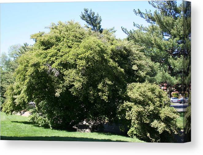 Tree Canvas Print featuring the photograph Summer Tree by Magda Levin