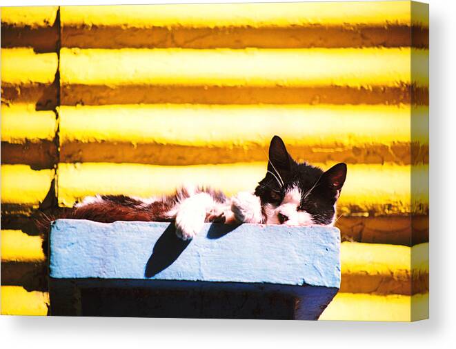Argentina Canvas Print featuring the photograph Sunbathing Feline by Claude Taylor