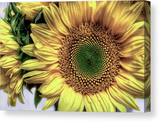  Canvas Print featuring the photograph Sunflower 28 by Natasha Bishop