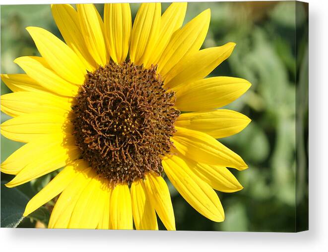 Sunflower Canvas Print featuring the photograph Sunflower by Alan Hutchins