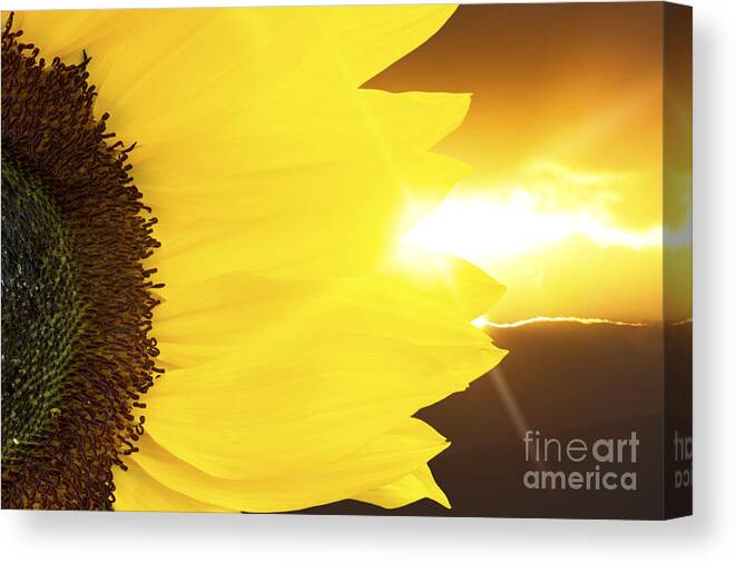Sunflower Canvas Print featuring the photograph Sunflower and sunset by Simon Bratt