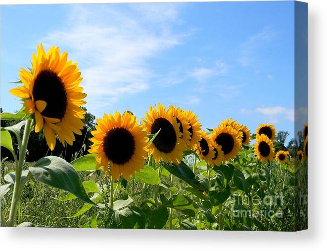 Photo Canvas Print featuring the photograph Sunflower Days by Gladys Steele