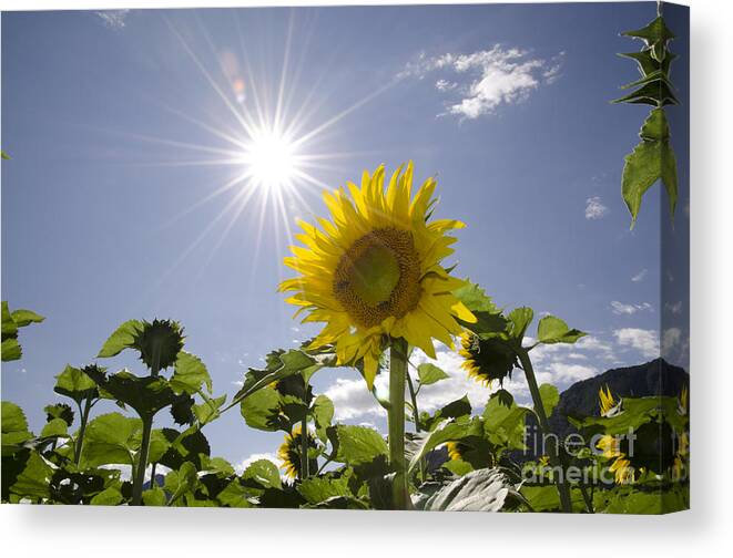 Sunflower Canvas Print featuring the photograph Sunflower by Mats Silvan