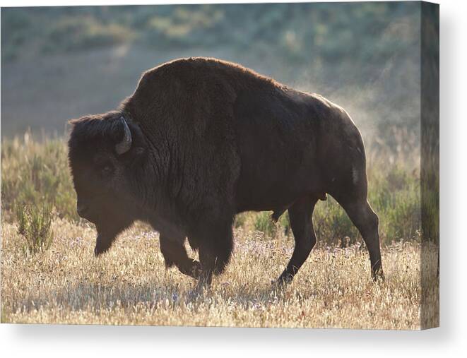 Bison American Bufffalo Bull Yellowstone Canvas Print featuring the photograph Sunrise Buffalo by D Robert Franz