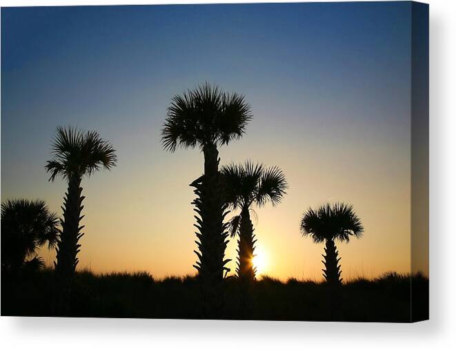 Trees Canvas Print featuring the photograph Sunset Sentinels by Shari Jardina
