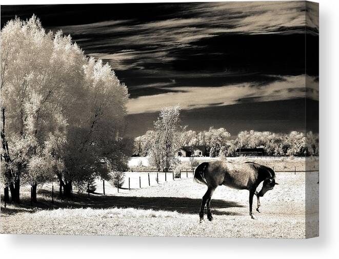 Beautiful Horse Fine Art Canvas Print featuring the photograph Surreal Fantasy Horse Landscape by Kathy Fornal