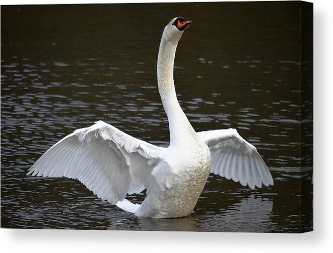 Swans Canvas Print featuring the photograph Swan hugs by Brian Stevens