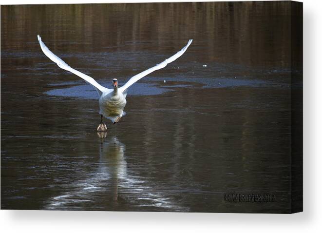Swans Canvas Print featuring the photograph Swans on ice by Brian Stevens