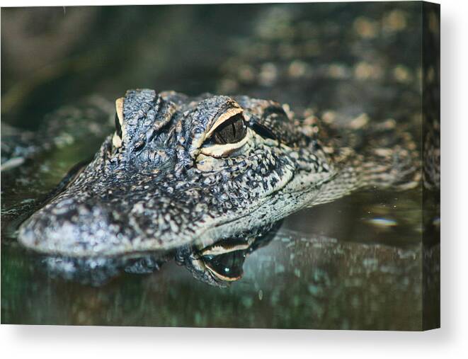 Alligator Mississippiensis Canvas Print featuring the photograph Sweet Baby Alligator by Kathy Clark