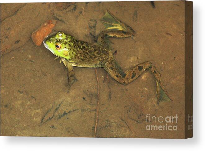 Frog Canvas Print featuring the photograph Swimming Frog by Nick Gustafson