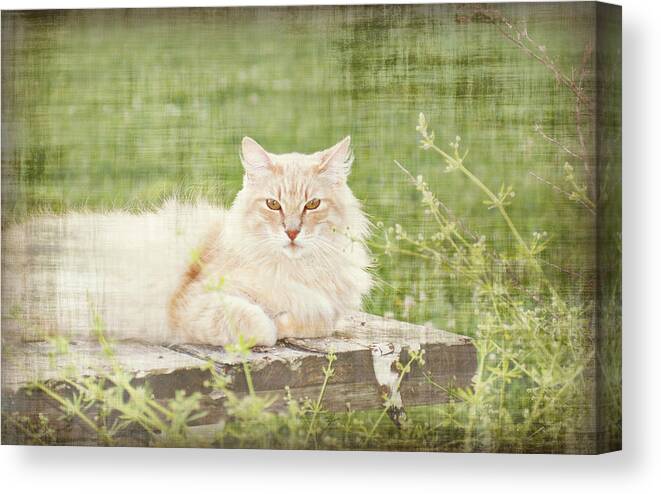 Tabitha Canvas Print featuring the photograph Tabitha by Southern Tradition