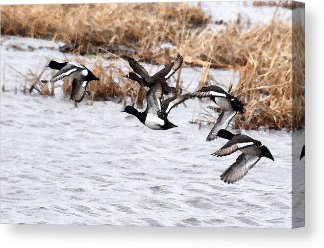 Ducks Canvas Print featuring the photograph Take Flight No. 3 - Watercolor by Janice Adomeit