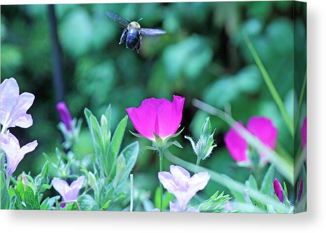 Becky Canvas Print featuring the photograph Takeoff by Becky Lodes