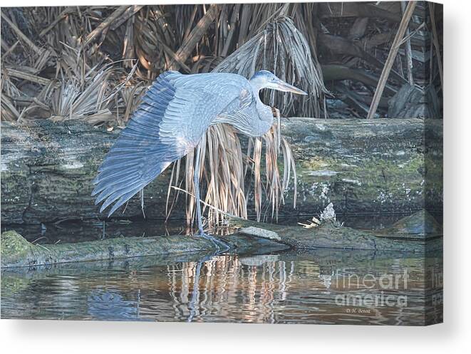 Wildlife Canvas Print featuring the photograph Taking A Stretch by Deborah Benoit