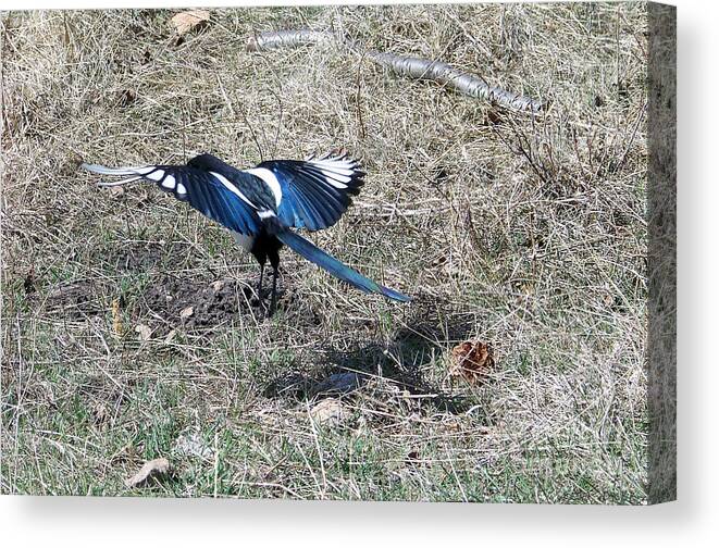 Magpie Canvas Print featuring the photograph Taking Off by Dorrene BrownButterfield
