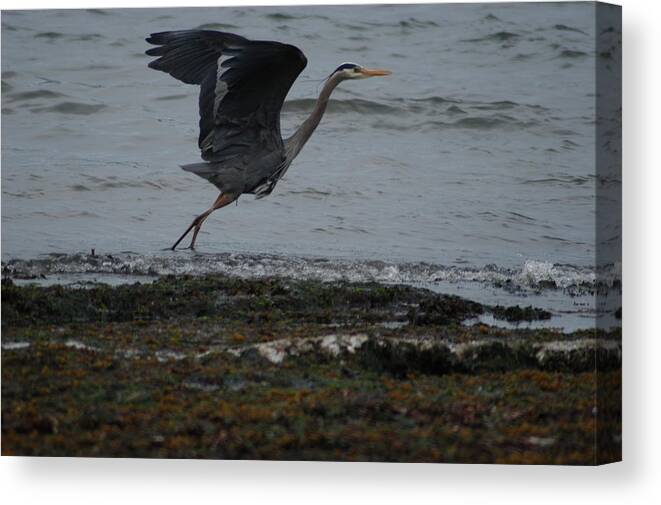 Heron Canvas Print featuring the photograph Taking Off by Wanda Jesfield