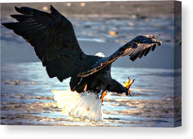 Bald Eagle Canvas Print featuring the digital art Talons by Carrie OBrien Sibley