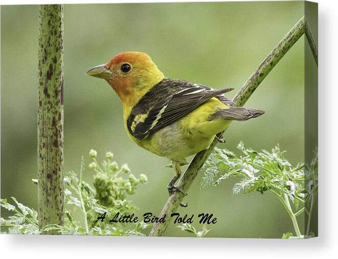 Little Bird Canvas Print featuring the photograph Tanager Card by Betty Depee