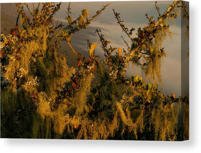 Africa Canvas Print featuring the photograph Tangled by Alistair Lyne