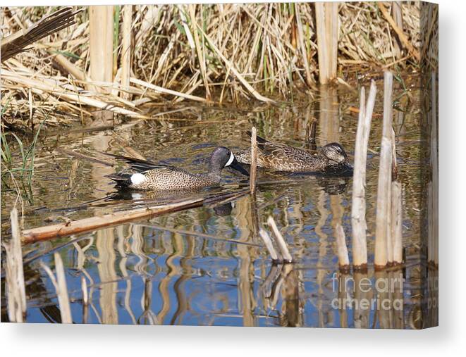 Teal Canvas Print featuring the photograph Teal swiming along cattails by Lori Tordsen
