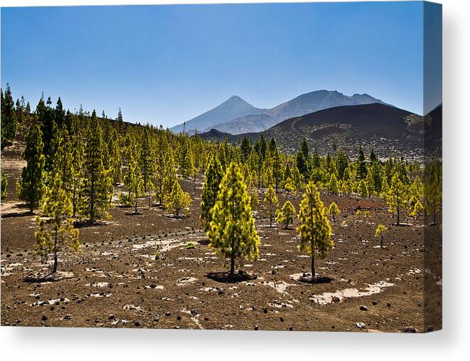 Volcano Canvas Print featuring the photograph Technicolor Teide by Justin Albrecht