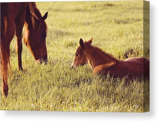 Prairieville Canvas Print featuring the photograph Tender Moments by Scott Pellegrin