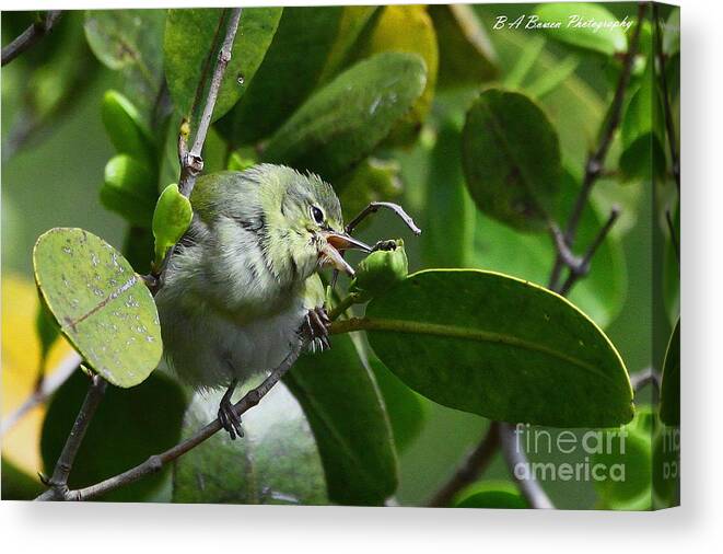 Tennessee Warbler Canvas Print featuring the photograph Tennesse Warbler eating Mangrove by Barbara Bowen