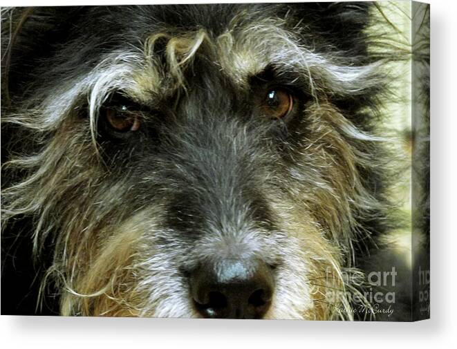 Dog Canvas Print featuring the photograph That's My Scruffy Dog by Kathie McCurdy