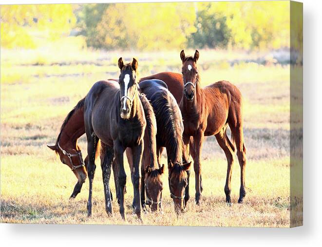 Canvas Print featuring the photograph 'The Boys' by PJQandFriends Photography