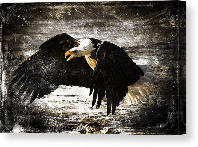 Bald Eagle Canvas Print featuring the digital art The Chase by Carrie OBrien Sibley