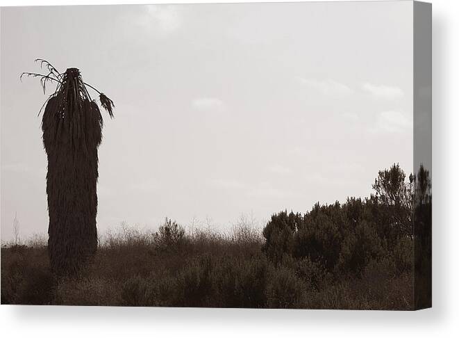 Palm Tree Canvas Print featuring the photograph The Chief by Lorraine Devon Wilke