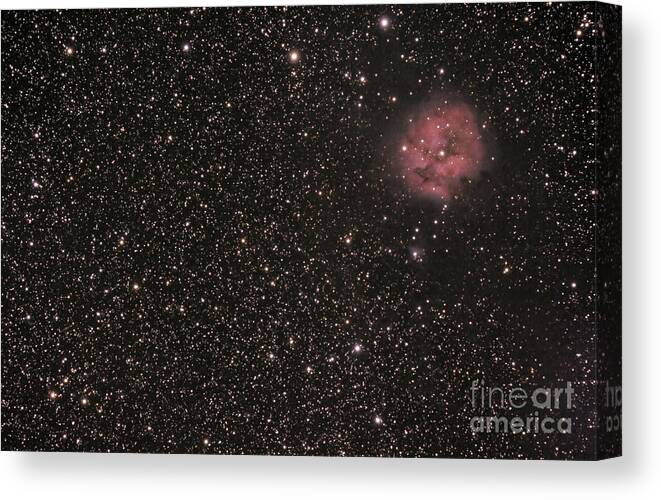 Astronomy Canvas Print featuring the photograph The Cocoon Nebula by Phillip Jones