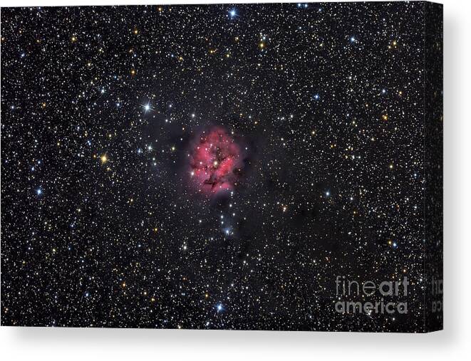 Cocoon Nebula Canvas Print featuring the photograph The Cocoon Nebula by Roth Ritter