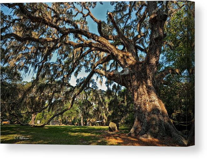 Oak Canvas Print featuring the photograph The Fairchild Oak by Christopher Holmes