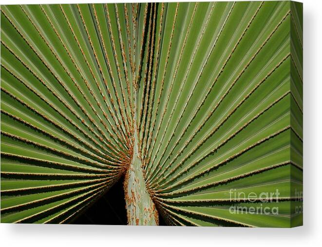 Texas Canvas Print featuring the photograph The Fan by Ashley M Conger