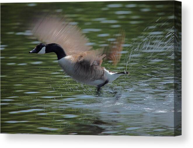 Canadian Geese Canvas Print featuring the photograph The Flight by Karol Livote