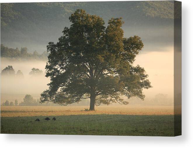 Douglas Mcpherson Photography Canvas Print featuring the photograph The Giving Tree by Doug McPherson
