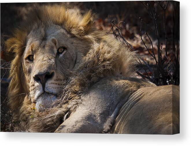Lion Canvas Print featuring the photograph The King by Andy Bitterer
