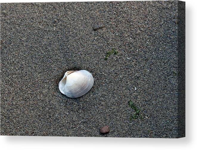 Beach Canvas Print featuring the photograph The Life of a Shell by Tikvah's Hope