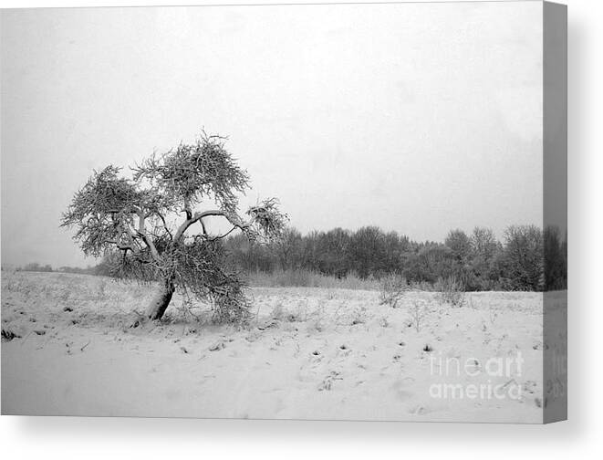 Black And White Canvas Print featuring the photograph The Lonely Apple Tree by Ausra Huntington nee Paulauskaite