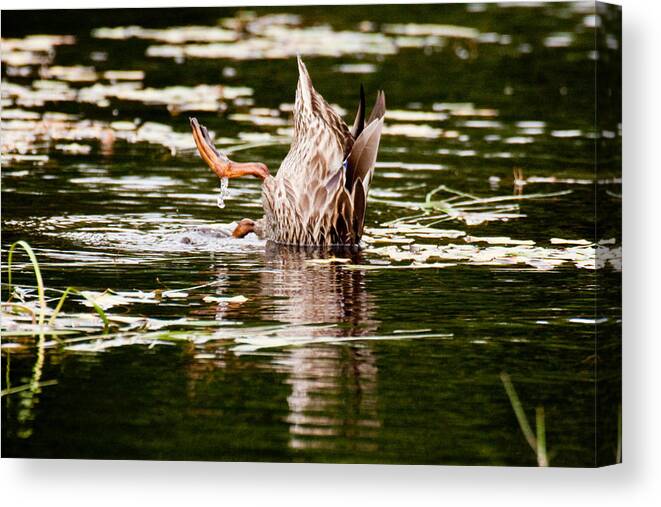 Moosehead Lake Canvas Print featuring the photograph The meaning of Duck by Brent L Ander