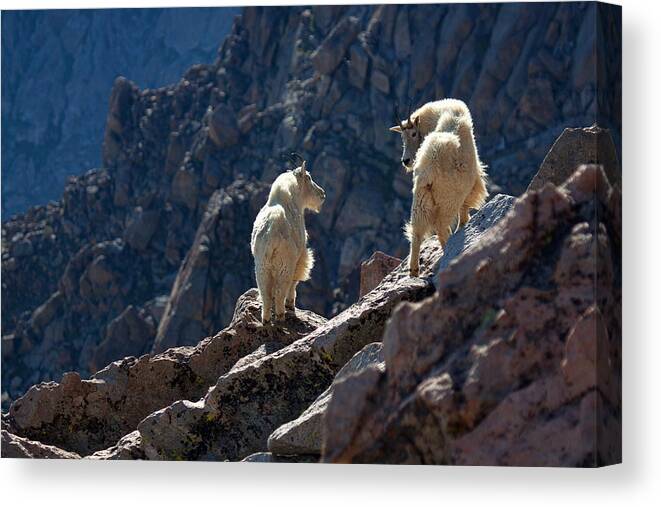 Mountain Goats; Posing; Group Photo; Baby Goat; Nature; Colorado; Crowd; Nature; Canvas Print featuring the photograph The Mountaineers by Jim Garrison