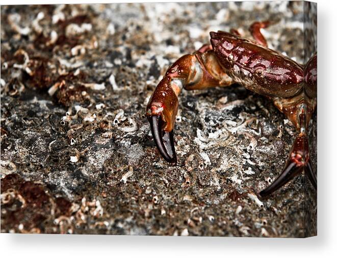 Crab Canvas Print featuring the photograph The Old Crab by Justin Albrecht