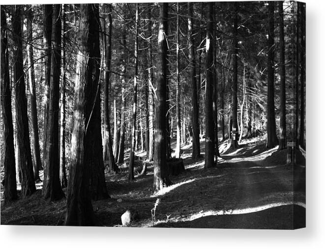 Forest Canvas Print featuring the photograph The Pathway In by Lorraine Devon Wilke