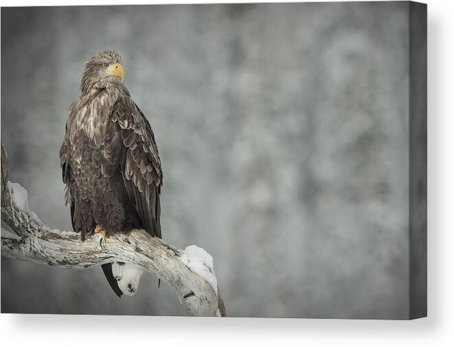 Eagle Canvas Print featuring the photograph The Surveyor by Andy Astbury